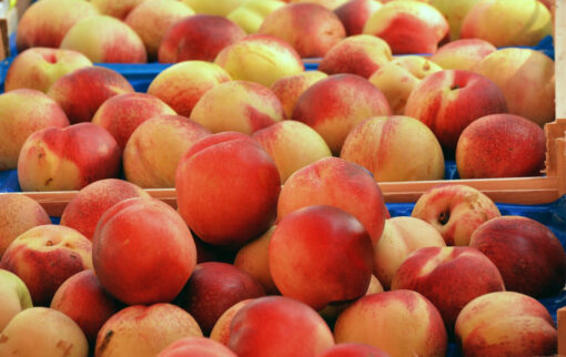 Large Gift Box of 24 Peaches